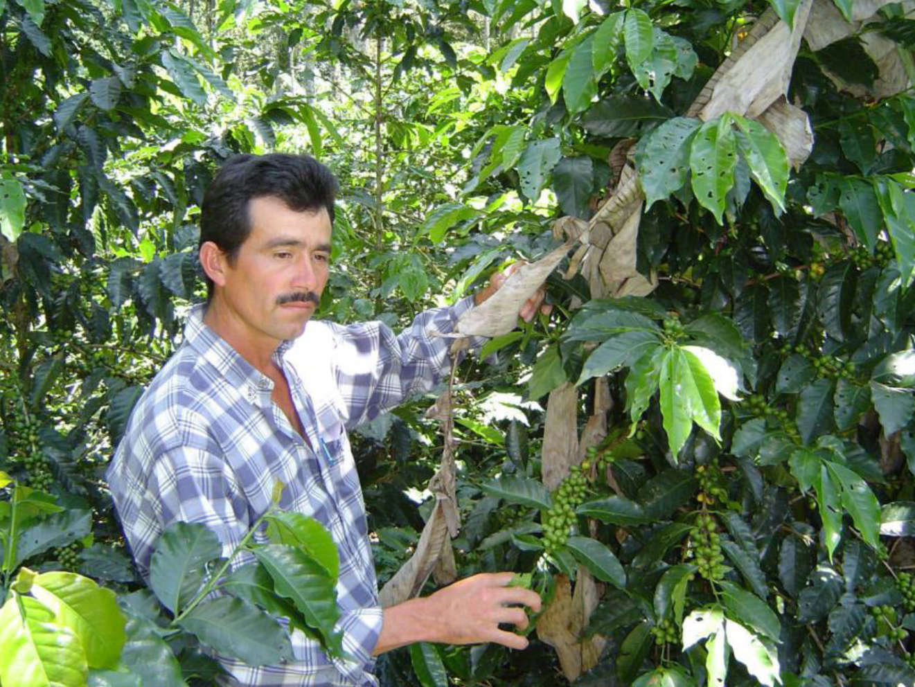 Colombian-Coffee-Farmer-Santander-Department-Coffee-Farm-Coffee-Trees-Bucramanga-El-Gato