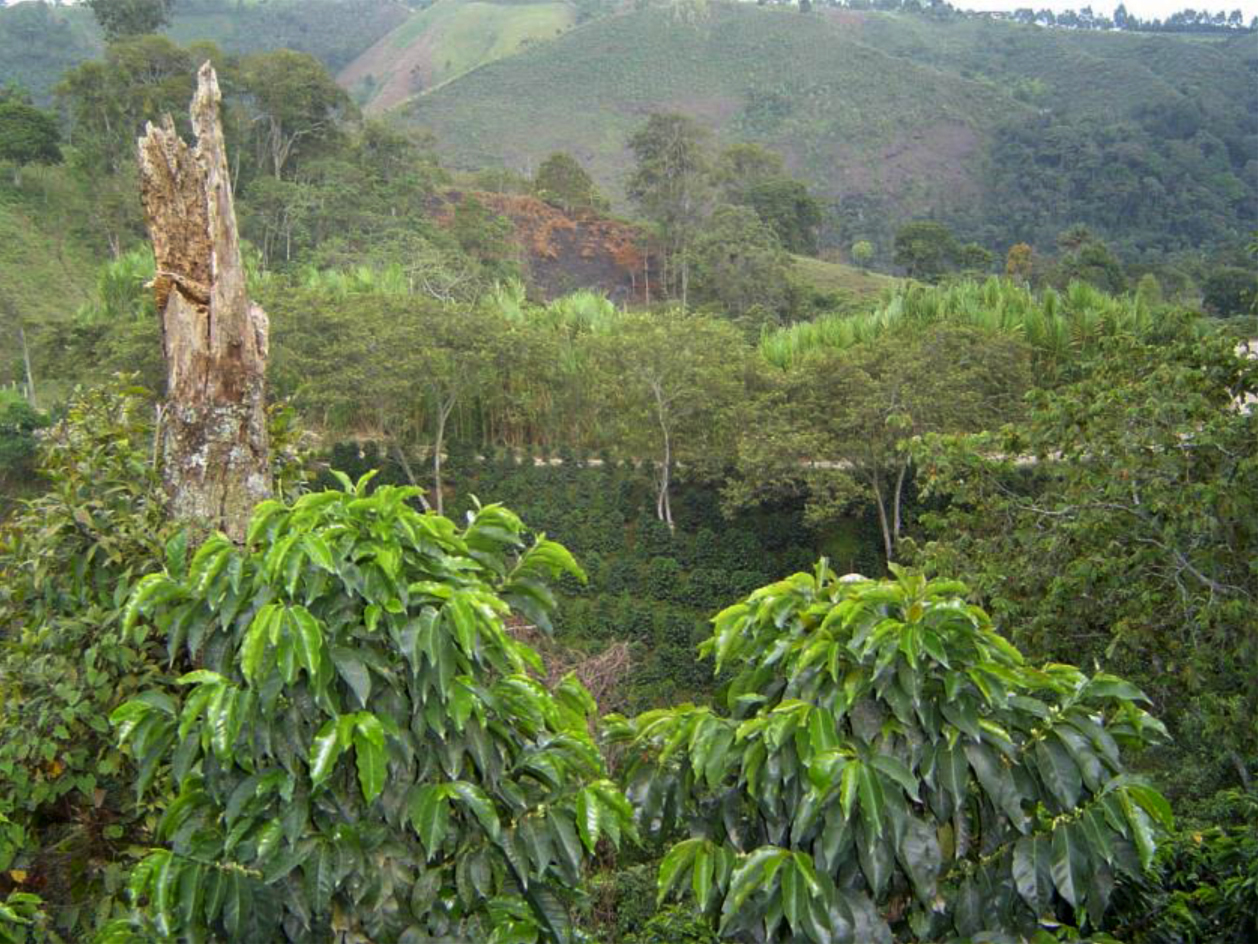 Colombian-Coffee-Trees-Santander-Department-Coffee-Farm-Bucramanga-El-Gato-01